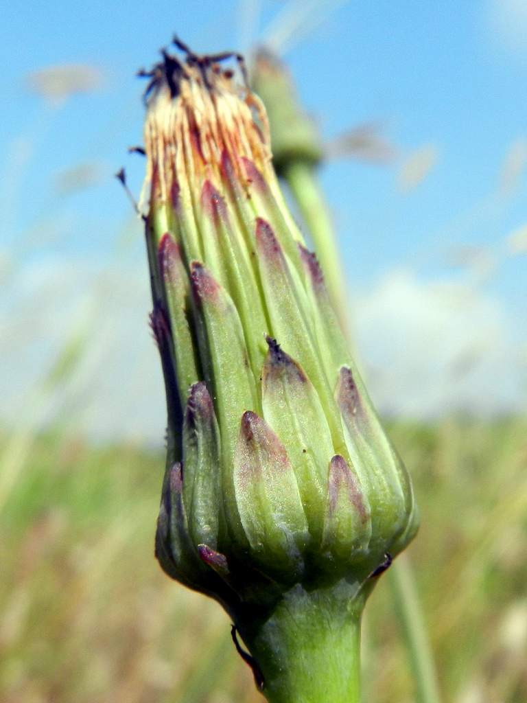 Hypochaeris radicata / Costolina giuncolina